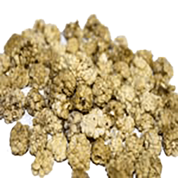 KAIF MULBERRY LIGHT 10KG
